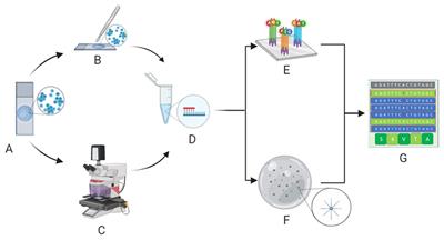 Frontiers | Next Generation Sequencing In Cytopathology: Focus On Non ...